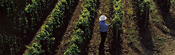 Acquista  online vini Masciarelli a prezzo speciale