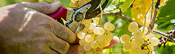 Acquista on line i vini Ribolla Gialla