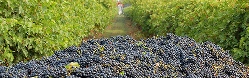 Acquista on line i vini di cavallotto