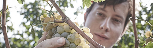 Acquista on line i vini di Montonale