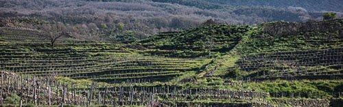 Acquista on line i vini di Passopisciaro
