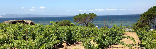 Acquista on line i vini di Sardus Pater
