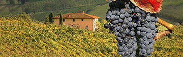 Acquista on line i vini Sangiovese