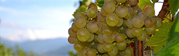 Acquista  online vini timorasso a prezzo speciale