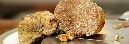 Acquista on line i vini perfetti con il tartufo
