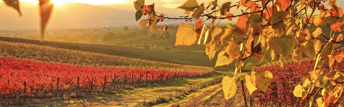 Barbaresco