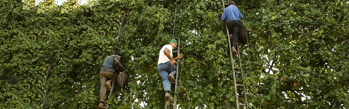 Asprinio di aversa: un bianco singolare