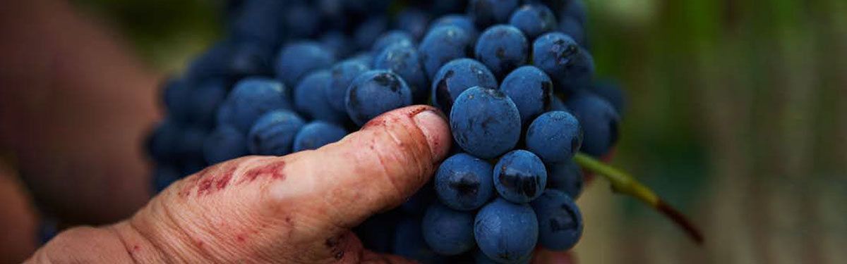 Barbera