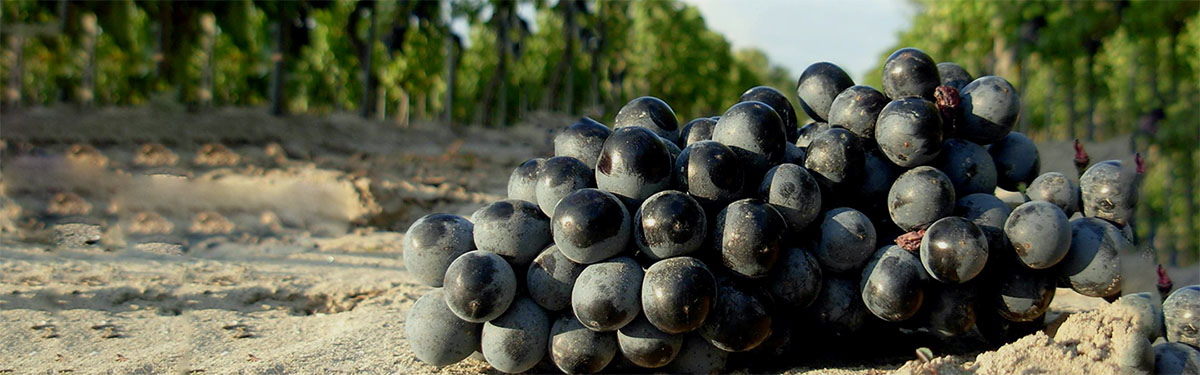 Carignano del Sulcis: la perla di Sardegna
