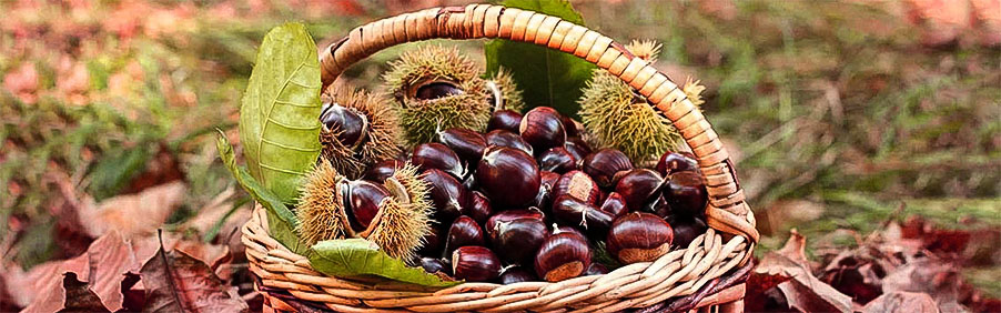 I vini perfetti con le castagne