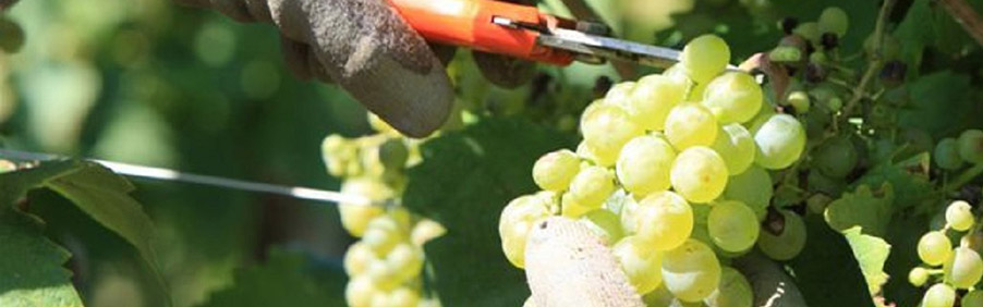 Colli di Lapio: la piccola cantina di Clelia Romano