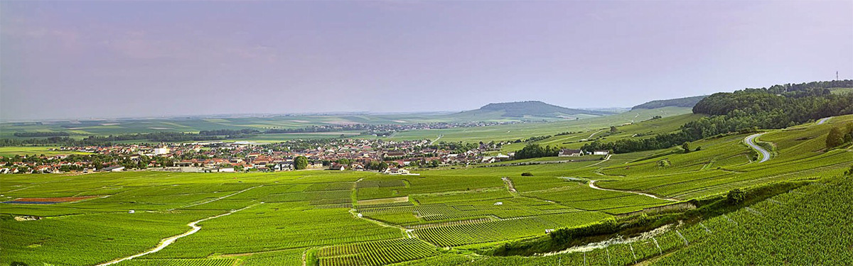 Côte des Blancs