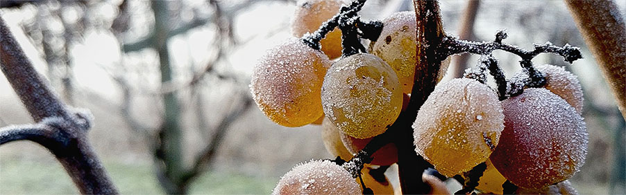 Erbaluce di Caluso DOCG: bella sorpresa