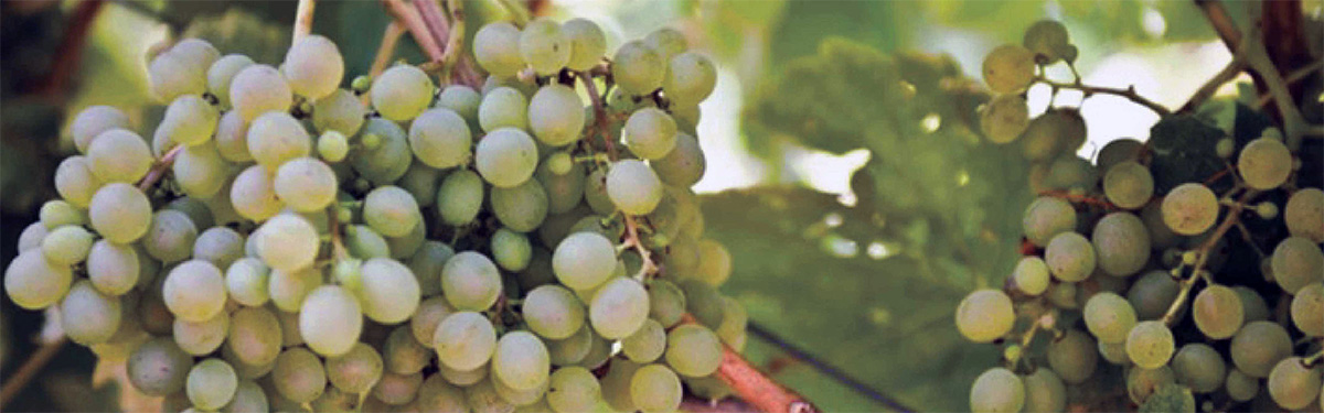 Greco/Fiano