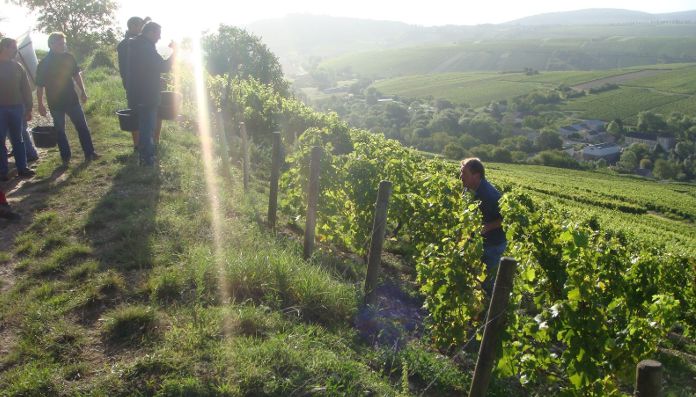 Domaine Eblin - Fuchs