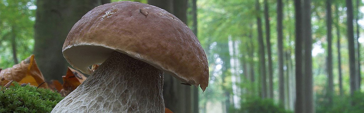 Funghi: un abbinamento delicato