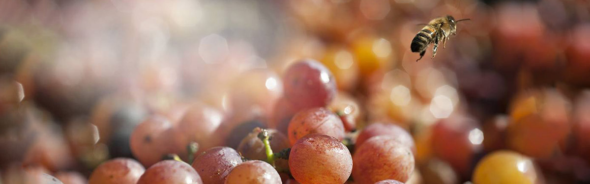 Gewürztraminer