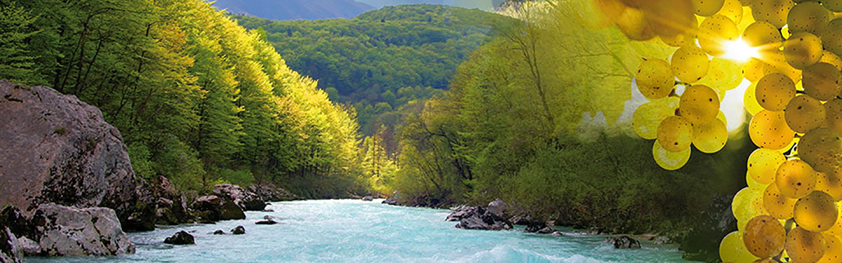 Isonzo Doc: leggiadra eleganza
