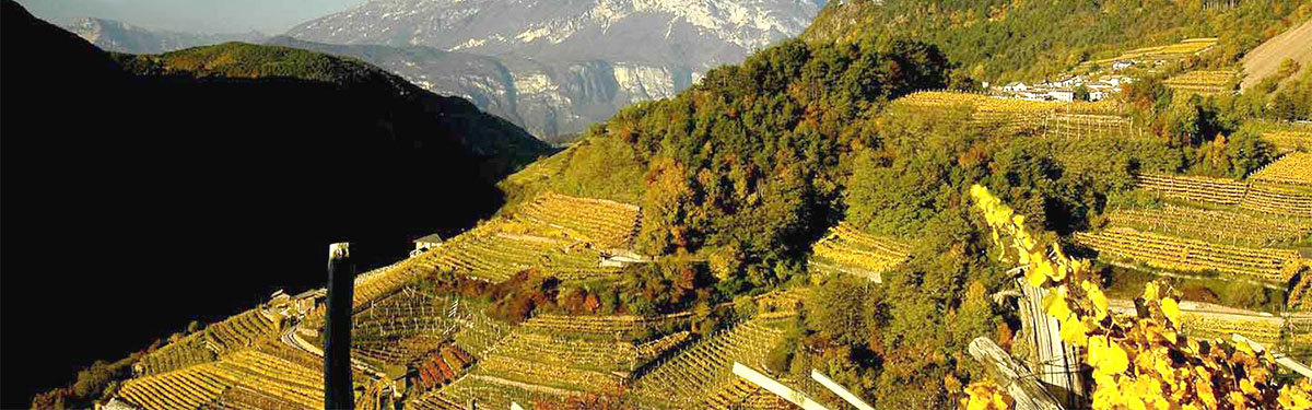 Maso Furli: vignaioli in Val di Cembra