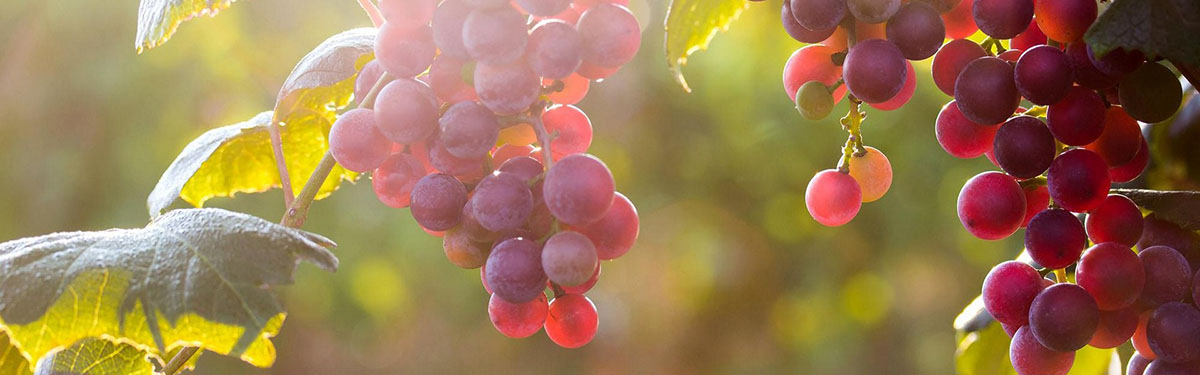 Moscato rosa: il dolce nettare altoatesino