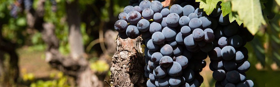 Nerello Mascalese e Nerello Cappuccio: i rossi dell'Etna