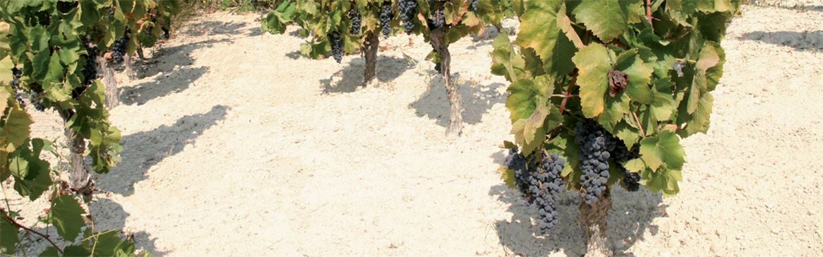 Nero d'Avola