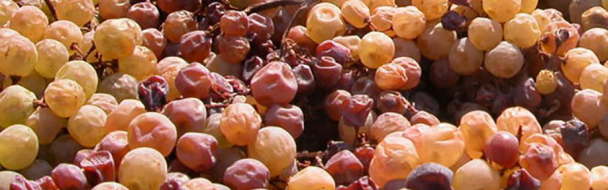 Dall'Amarone allo Zibibbo: come nascono i vini da uve appassite