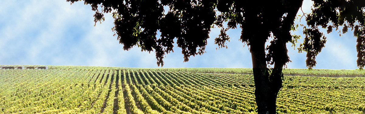 Pauillac