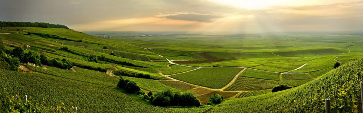 Paul Goerg: Champagne della Côte des Blancs