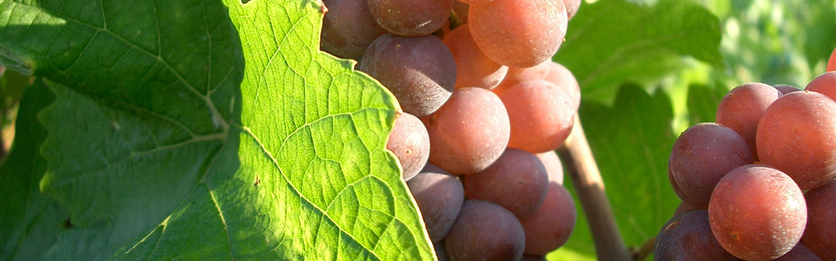 Pinot bianco/grigio
