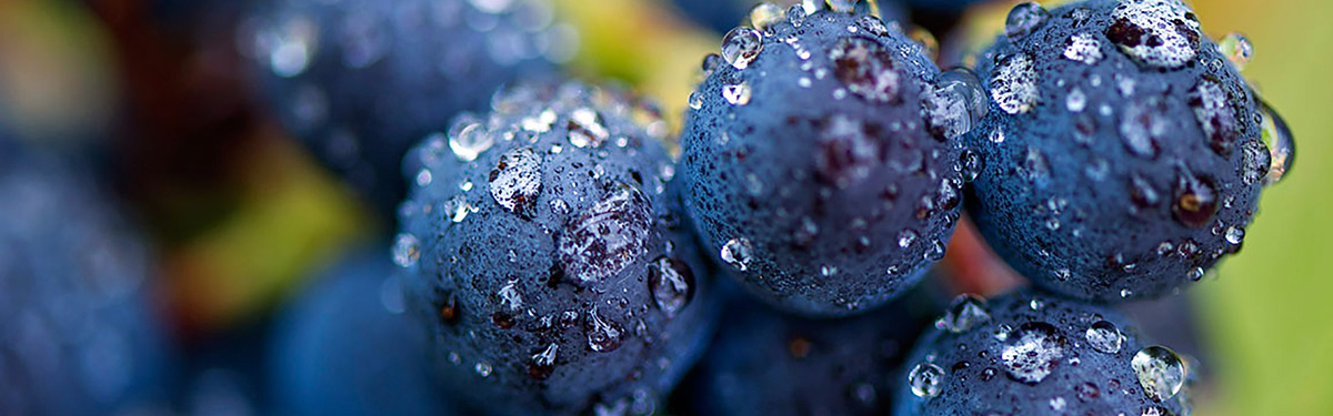 Pinot Nero