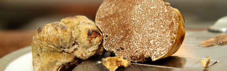 Tartufo: il re della tavola