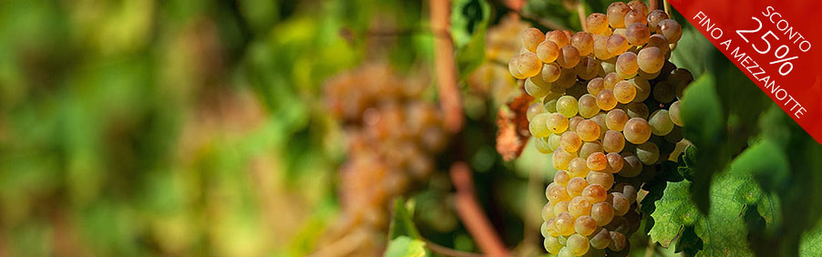 Verdicchio di Matelica: un bianco davvero speciale!