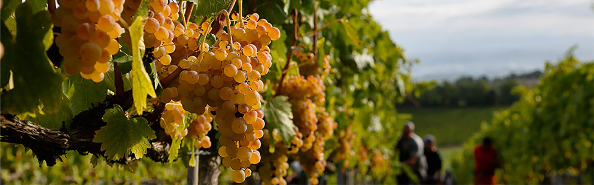 Vernaccia di San Gimignano: unica come te