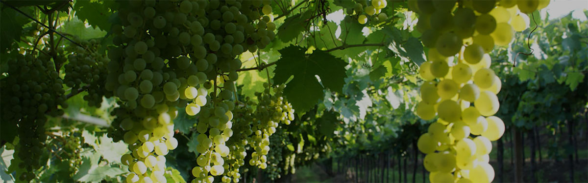 Soave