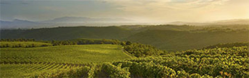 Acquista on line i vini di Col di Bacche