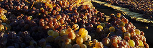 Acquista on line i vini di Florio