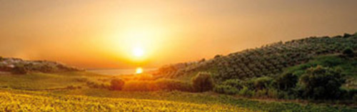 Acquista on line i vini di Librandi