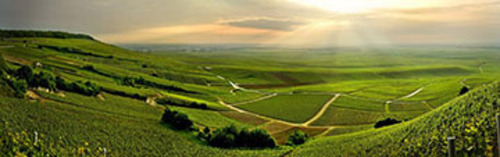 Acquista on line i vini di Paul Goerg