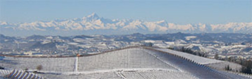 Acquista on line i vini di Produttori del Barbaresco