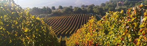 Acquista on line i vini di Re Manfredi