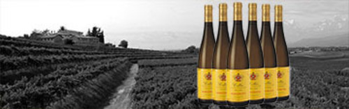 Acquista on line i vini di Schiopetto