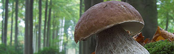 Acquista on line i vini perfetti con i funghi