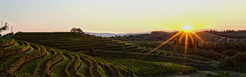 Acquista  online i vini Collio Doc