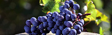 Acquista on line i vini Cabernet Franc e Sauvignon