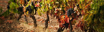 Acquista on line i vini Chardonnay
