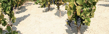 Acquista on line i vini Nero d'Avola