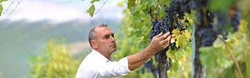 Acquista on line i vini Tintilia