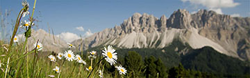 Acquista on line i vini Veltliner